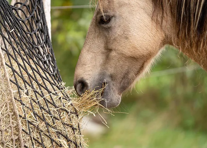 Semesterbostad Boksheidebuiten